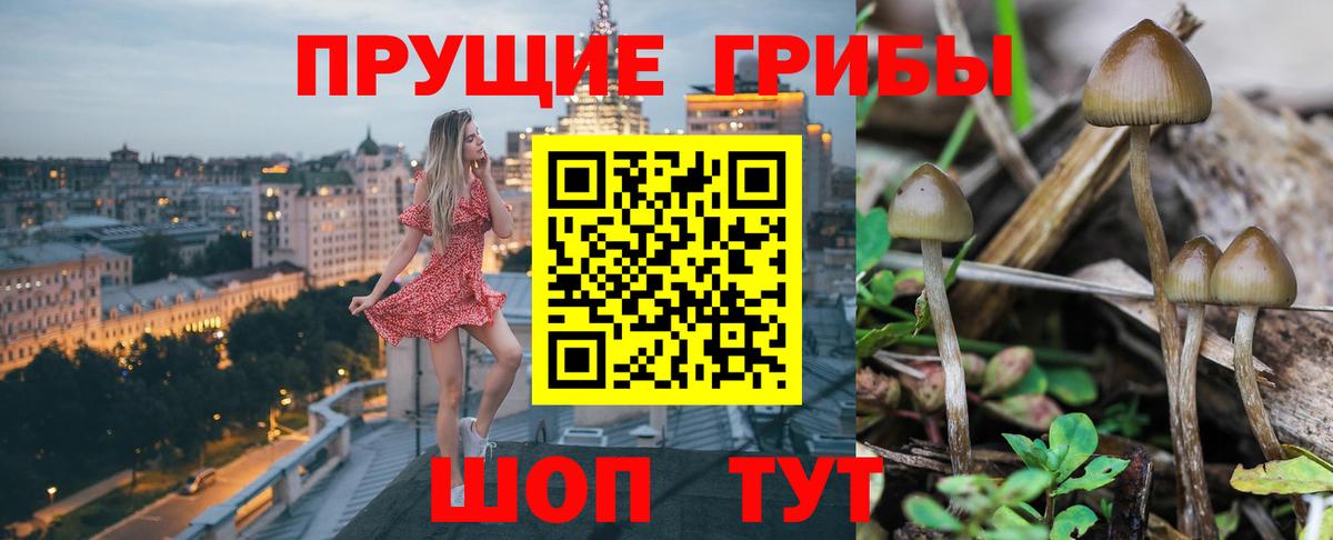 Галлюциногенные грибы Psilocybe Сосновоборск